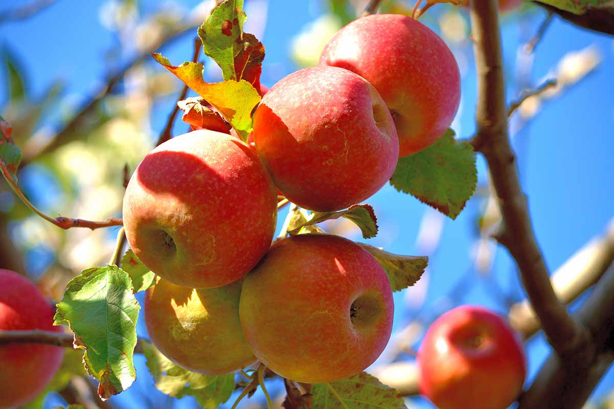 A horizontal image of Pink Lady apples ripening on the tree pictured in bright sunshine on a blue sky background.