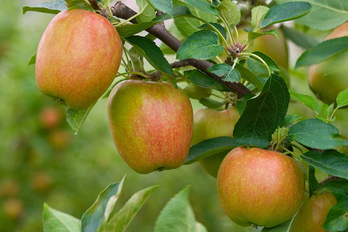 A close up horizontal image of 'Cripp's Pink' fruits ripening on the tree.
