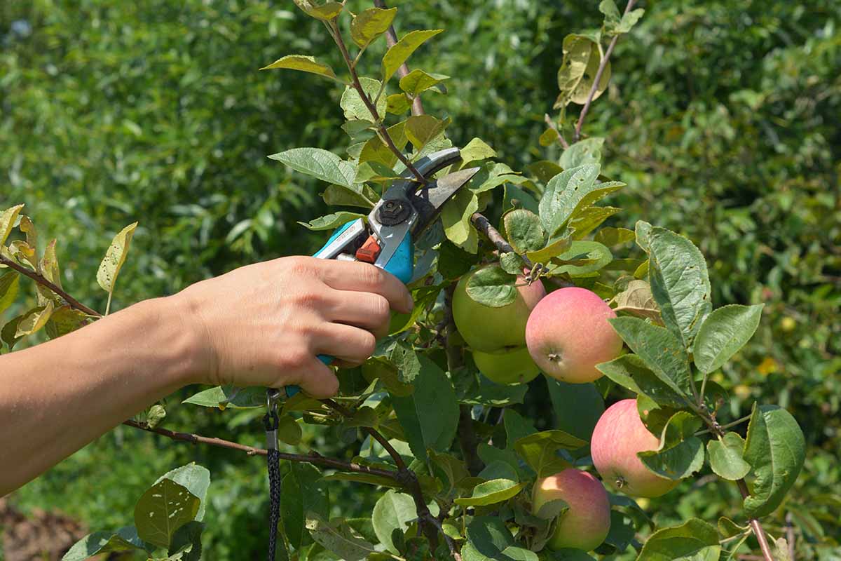 A horizontal image of a gardener's hand from the left of the frame using a pair of pruners to trim an apple tree.