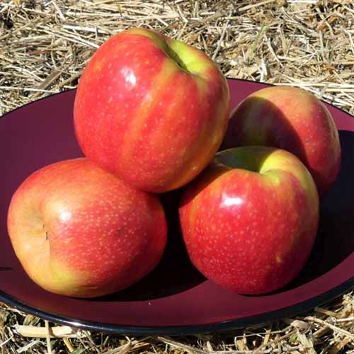 A close up of a plate set on the ground outside with Pink Lady apples in the sun.