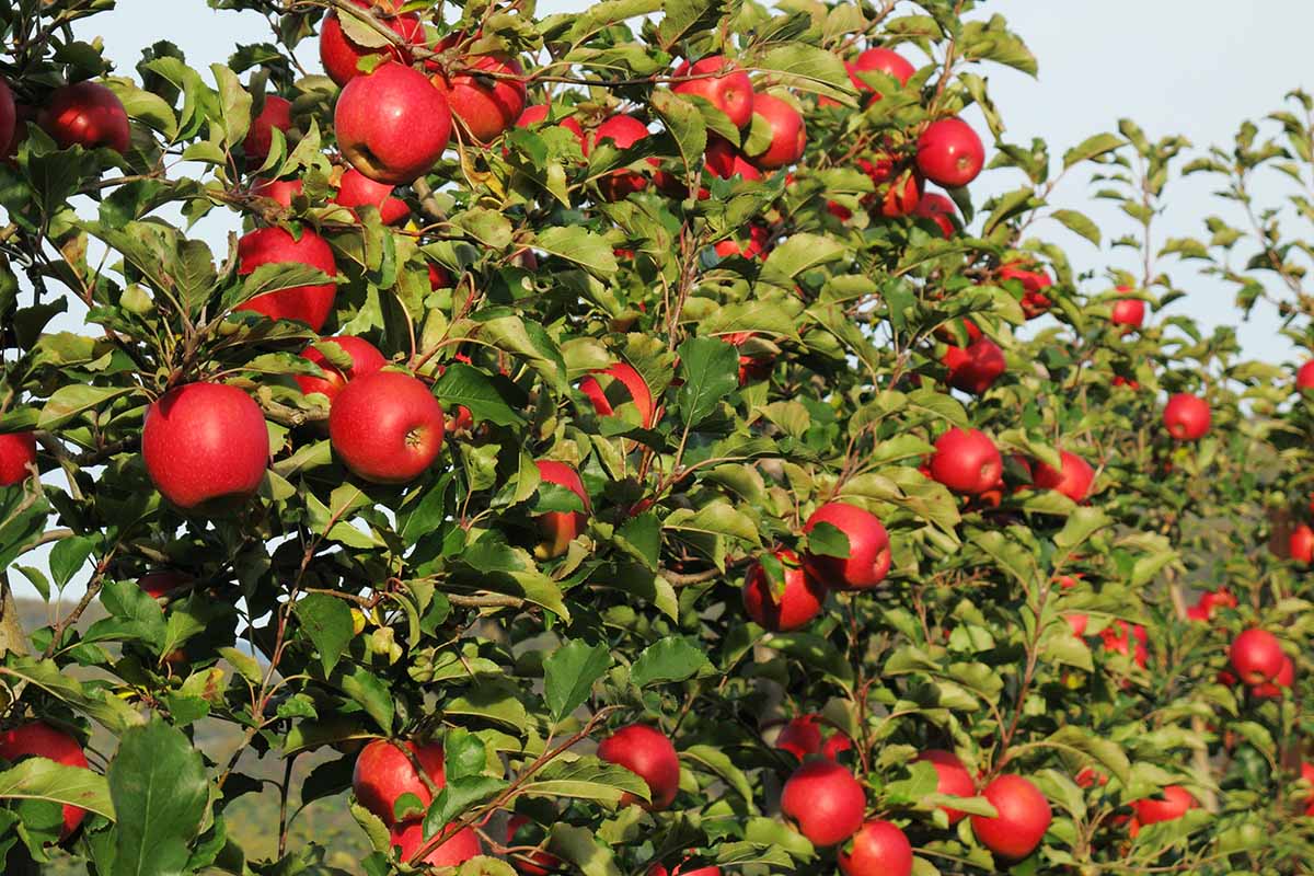 A horizontal image of an apple tree laden with ripe fruits ready for harvest.