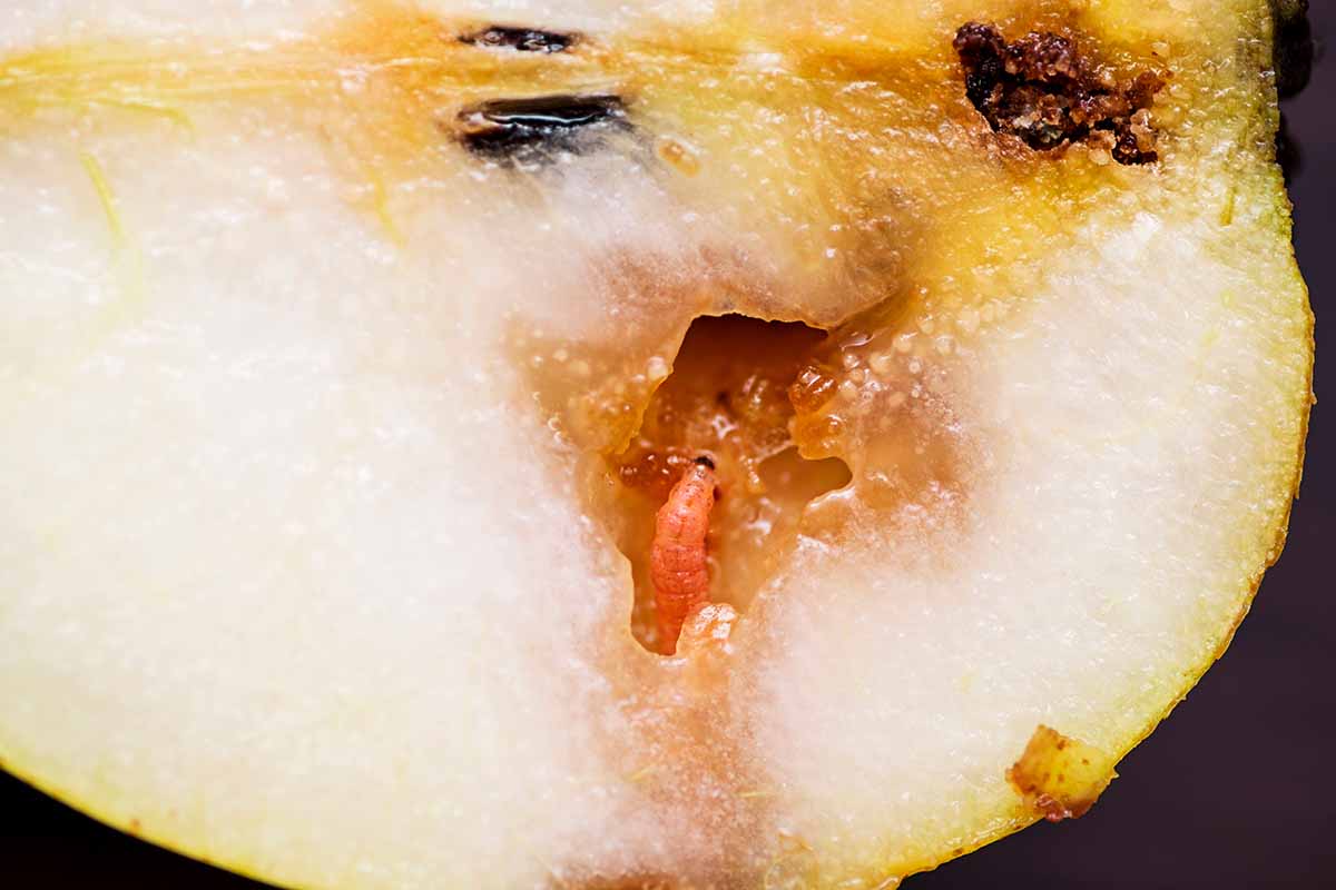 A close up horizontal image of a cross section of an apple showing infestation of maggots.
