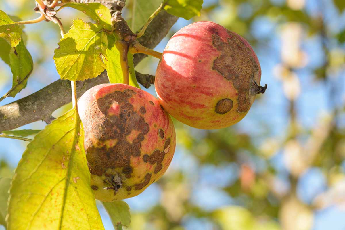 A horizontal image of two apples infected with scab pictured in bright sunshine on a soft focus background.