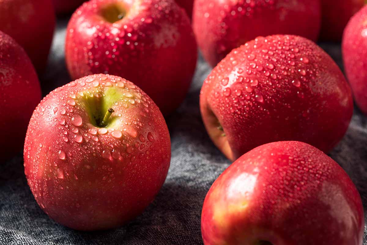 A close up horizontal image of freshly harvested apples with droplets of water on the skin.
