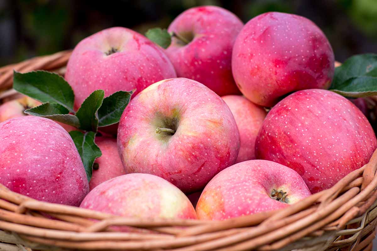 A close up horizontal image of a wicker basket filled with freshly harvested Pink Lady apples pictured on a soft focus background.