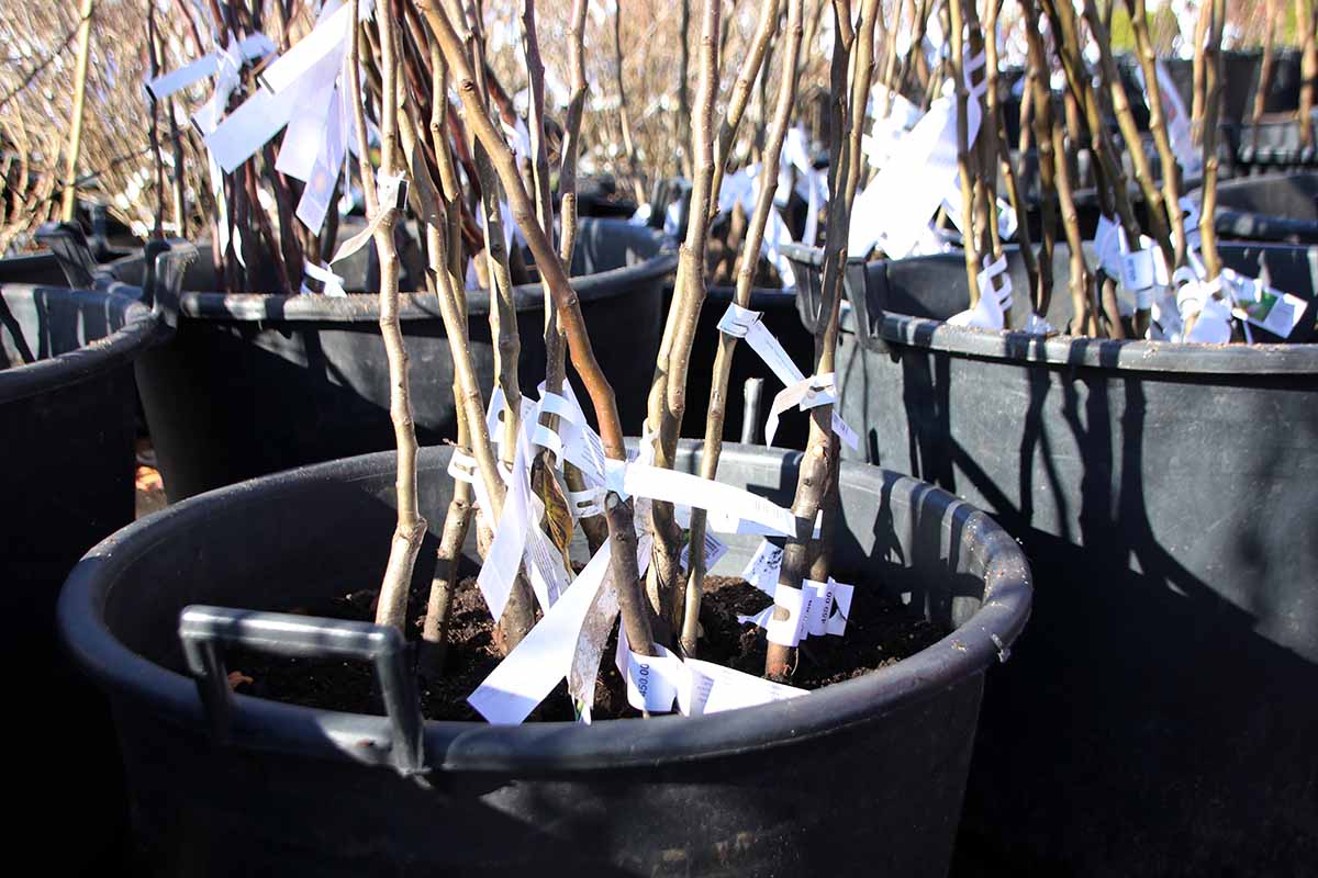 A close up horizontal image of apple rootstocks growing in pots at a plant nursery.
