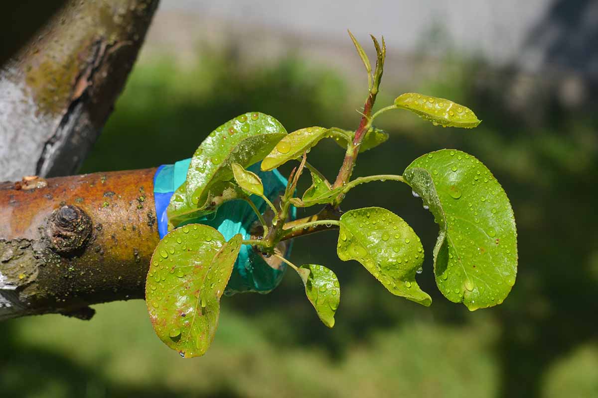 A close up horizontal image of a grafted scion on a branch of an apple tree pictured in bright sunshine on a soft focus background.