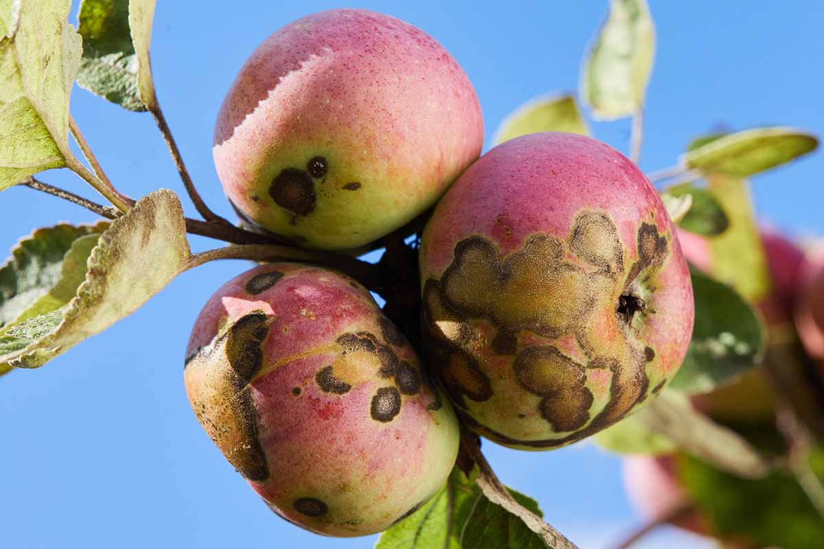 A close up horizontal image of three apples infected with scab fungus pictured in bright sunshine on a blue sky background.