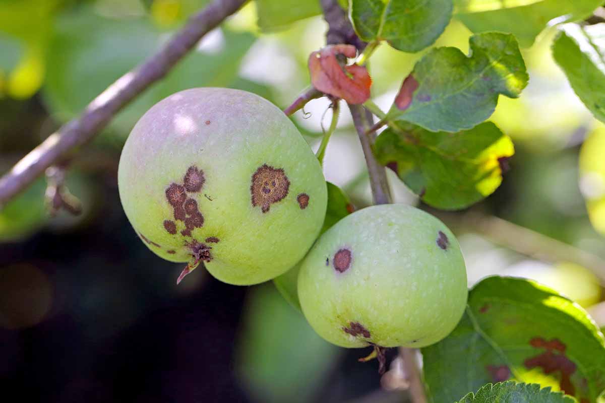 A close up horizontal image of two undeveloped apples infected with apple scab fungus, pictured in light sunshine on a soft focus background.