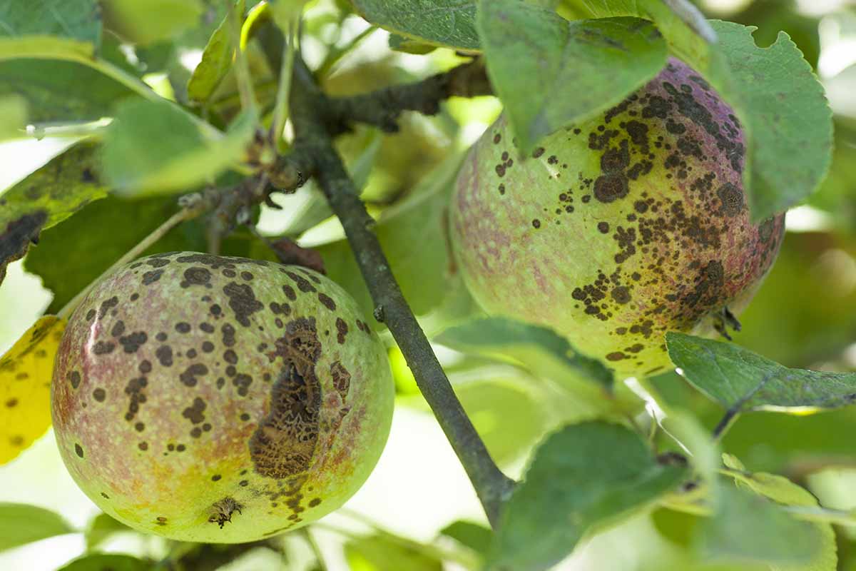A close up of apples infected with scab fungus surrounded by foliage on a soft focus background.