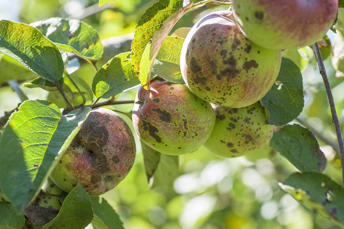 A close up horizontal image of ripe apples suffering from apple scab disease pictured in light sunshine on a soft focus background.