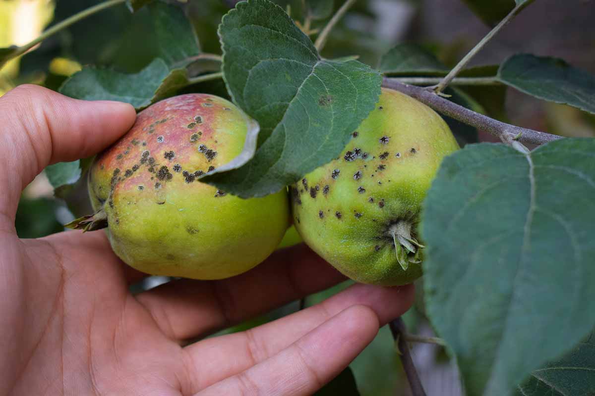 A close up horizontal image of a gardener's hand from the left of the frame holding two fruits infected with scab fungus.