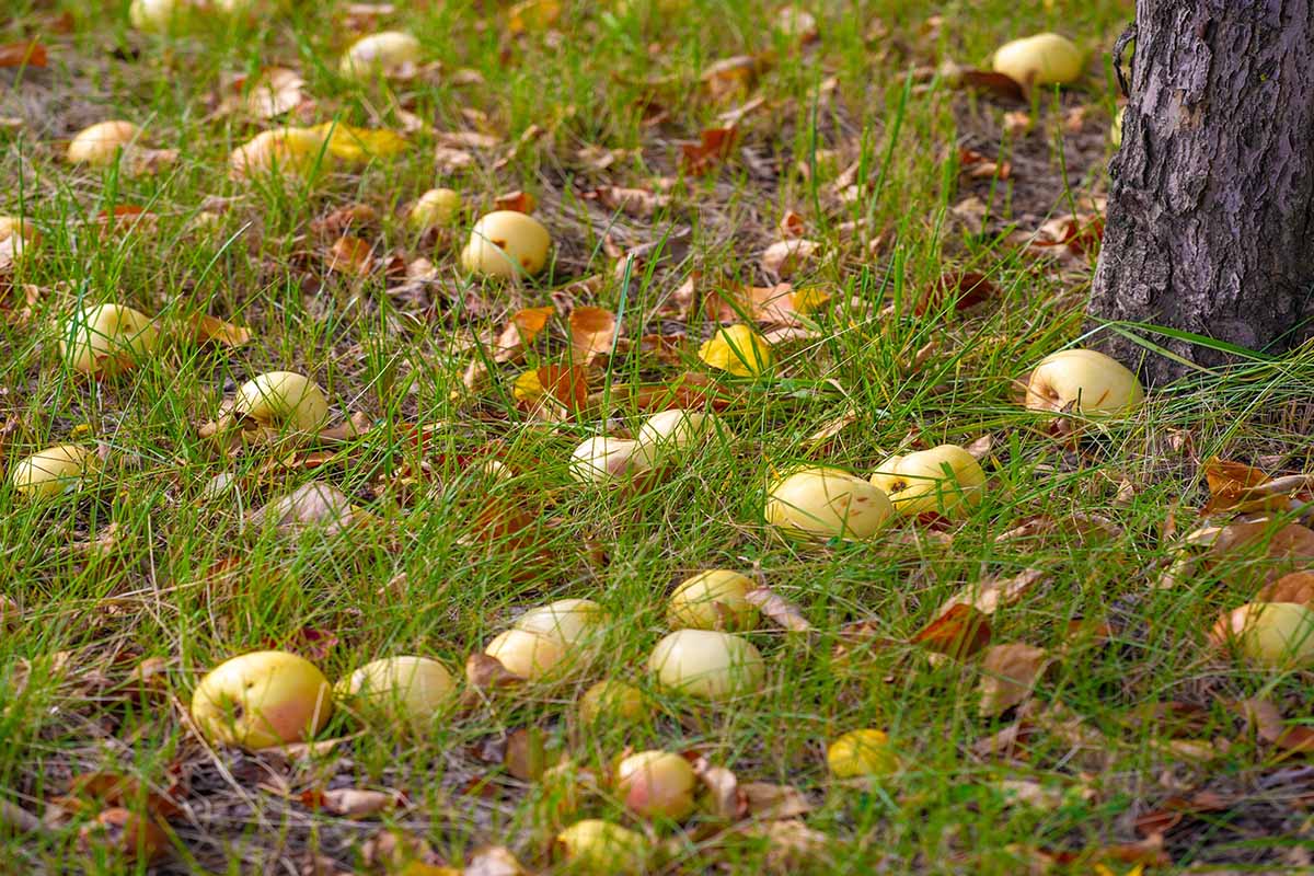 A close up horizontal image of fallen fruits rotting on the ground underneath a tree.