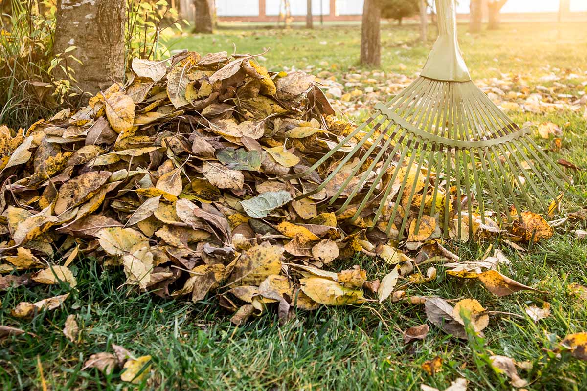 A close up horizontal image of a rake clearing up fallen leaves in autumn.