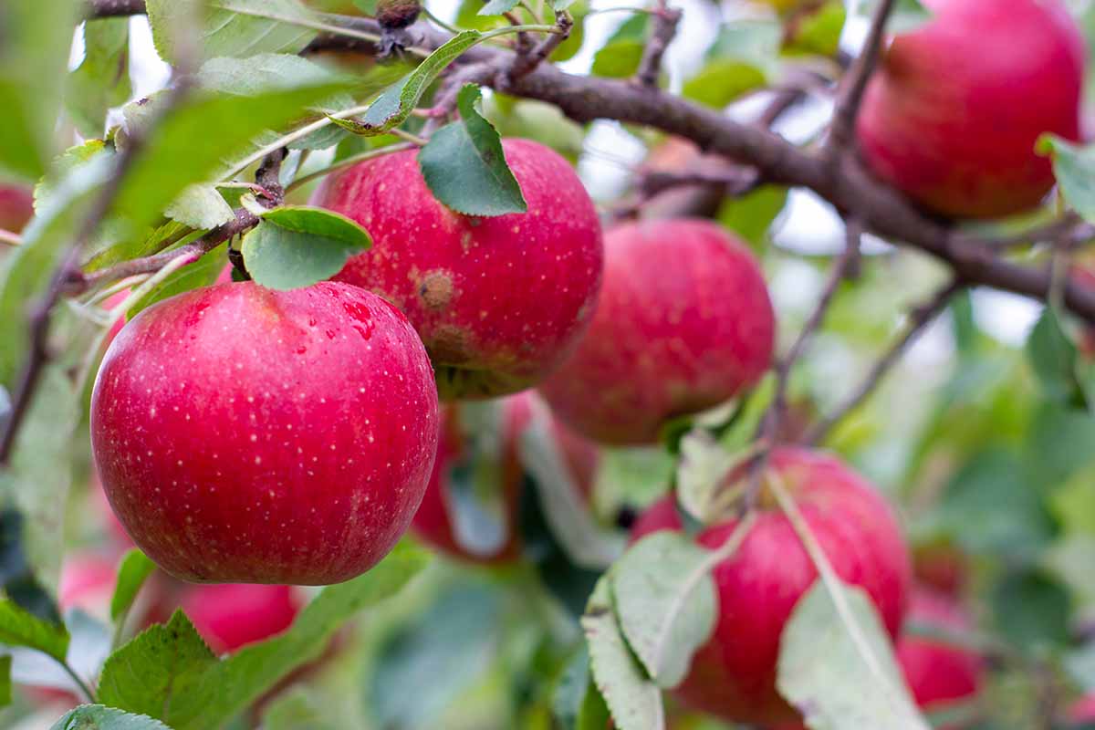 A close up horizontal image of ripe red apples growing on the tree pictured on a soft focus background.