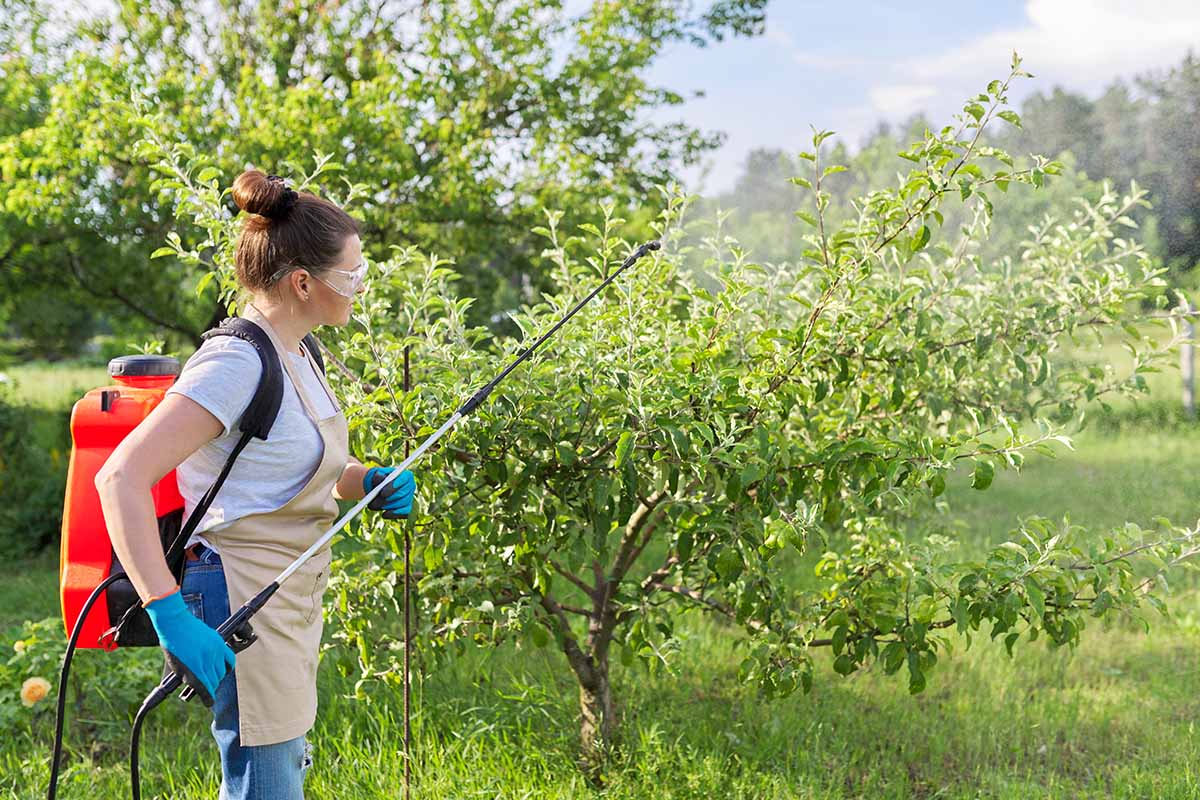 A close up horizontal image of a gardener spraying fruit trees with fungicide in a backpack sprayer.