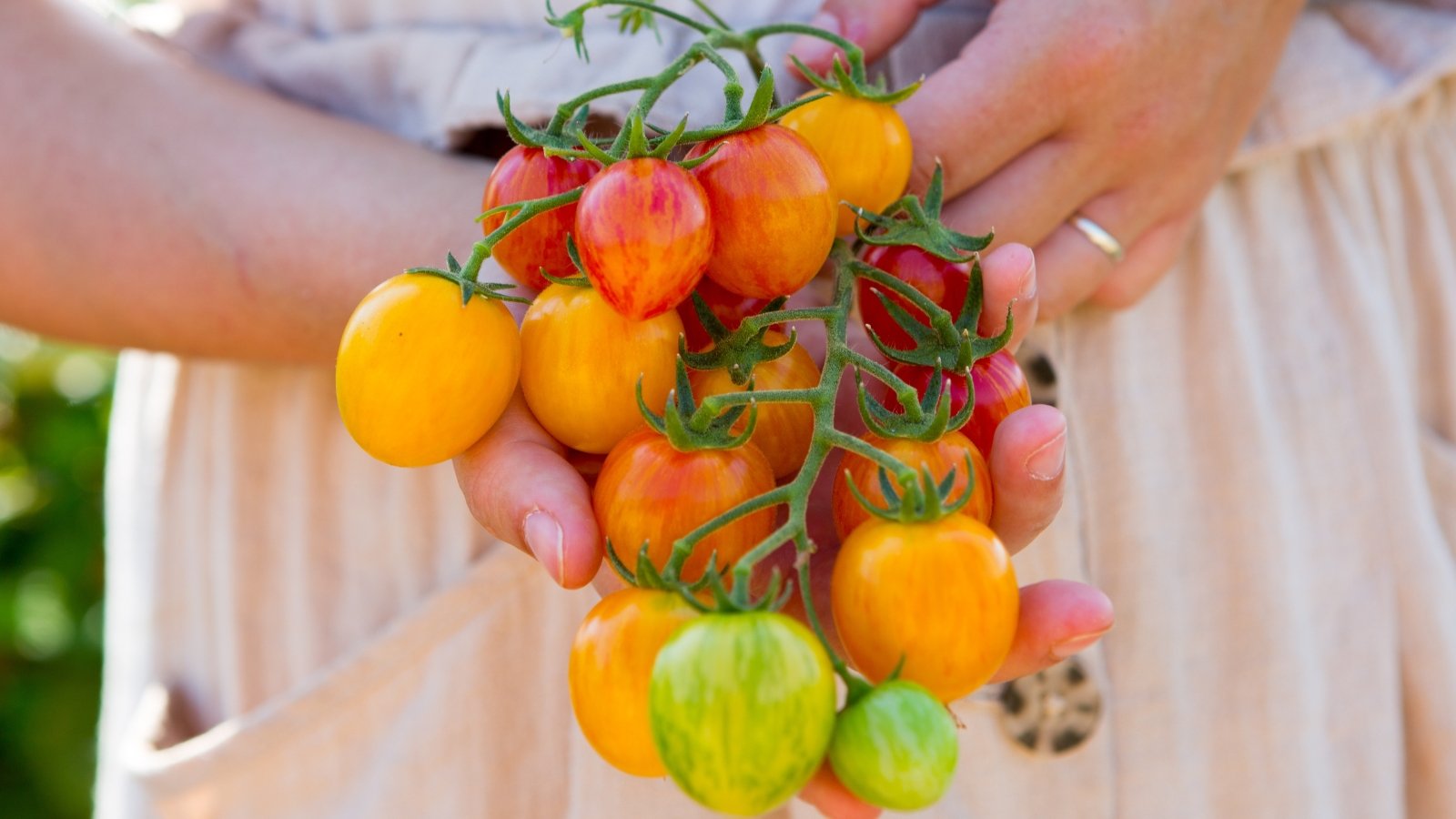 Hands holding a bountiful harvest of Solanum lycopersicum (heirloom tomatoes) in various shades of yellow, orange, and green, with their rounded shapes and smooth skins shining in the sunlight.