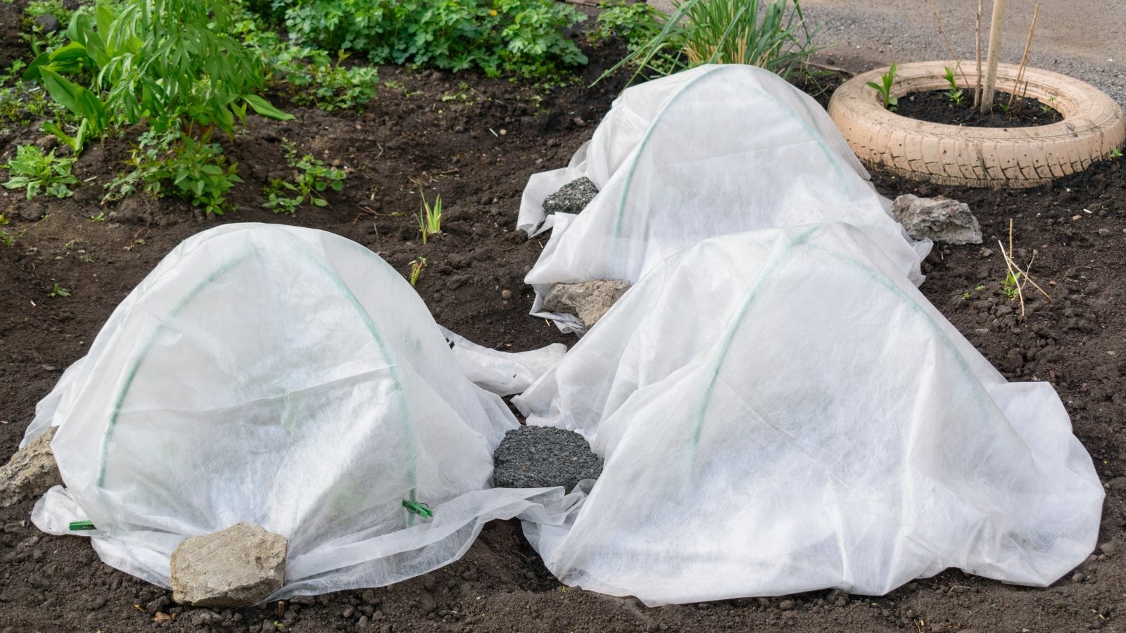 Row covers made of white fabric draped over semi-circular hoops, protecting young plants, with stones placed at the edges to secure the material, creating a smooth, sheltered environment.