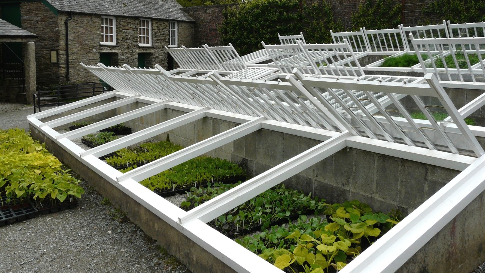 A traditional cold frame structure with white-painted wooden frames propped open, revealing rows of leafy greens beneath, protected in a glass-topped compartment.
