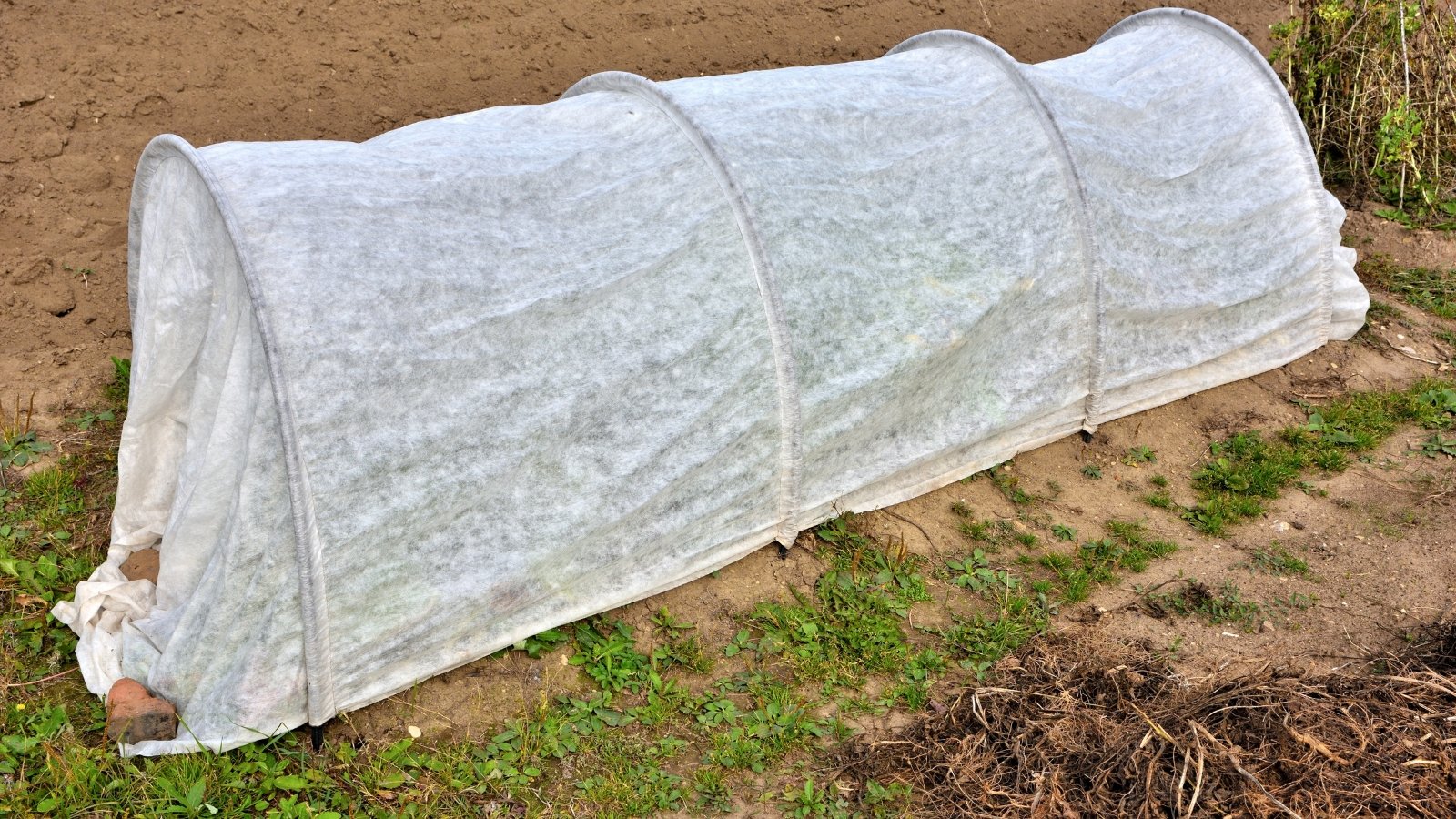 A long tunnel cloche made of white fabric stretched over curved metal supports, covering a section of the field, with the bare soil visible around the edges.