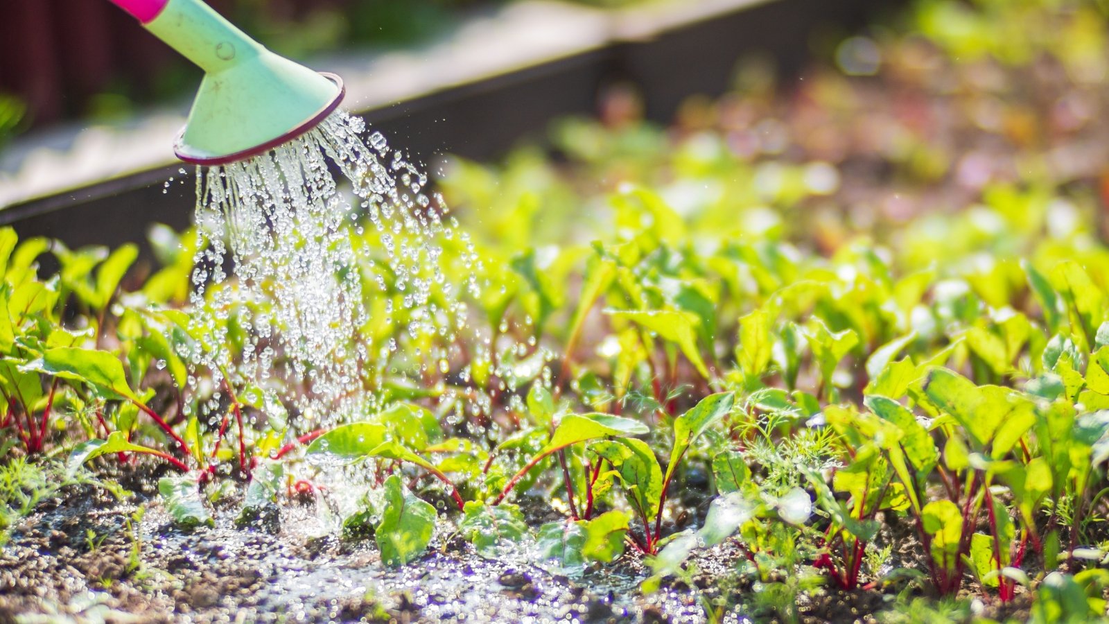 A close-up of watering, with droplets splashing onto a patch of small leafy greens, including Lactuca sativa (lettuce) and Brassica oleracea (kale), the soil dark and damp from recent watering.