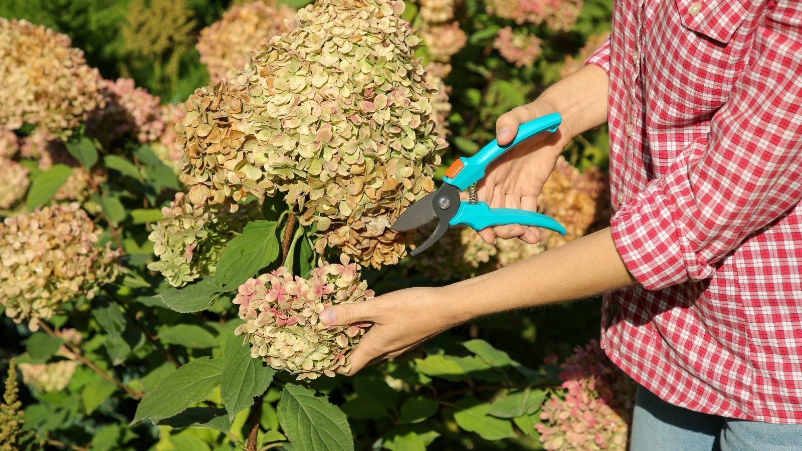 A person pruning dried flower heads of Hydrangea paniculata, their pale, papery petals contrasting with the green, serrated leaves of the plant, while the gardener wears a red plaid shirt.