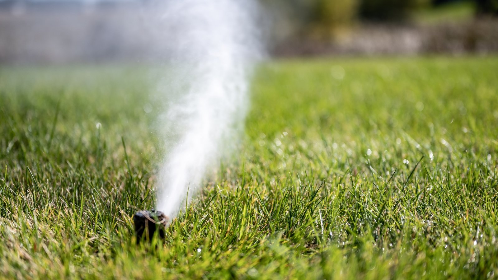 A sprinkler sprays out a fine mist, signaling winterization efforts as the fine droplets glisten against a slightly frosted patch of grass.