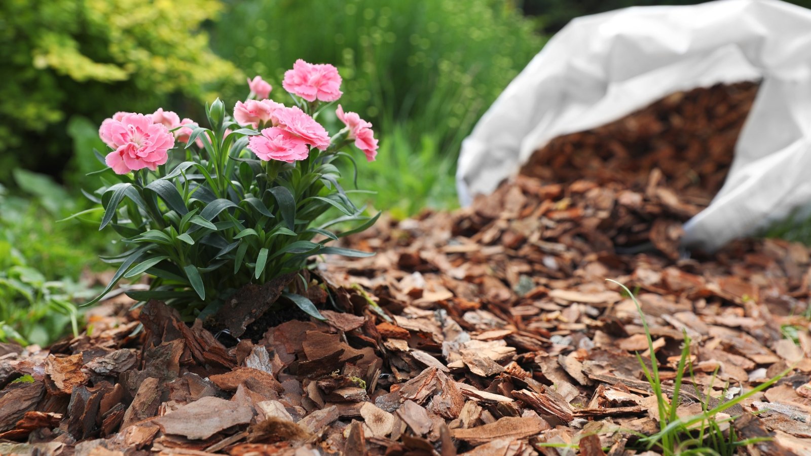 A small flowering Dianthus caryophyllus (carnation) plant with pink blooms, surrounded by a thick layer of brown wood mulch that provides a neat and clean contrast with the vibrant green foliage.