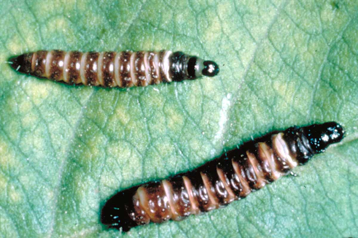 A close up of peach twig borer on the surface of a leaf.