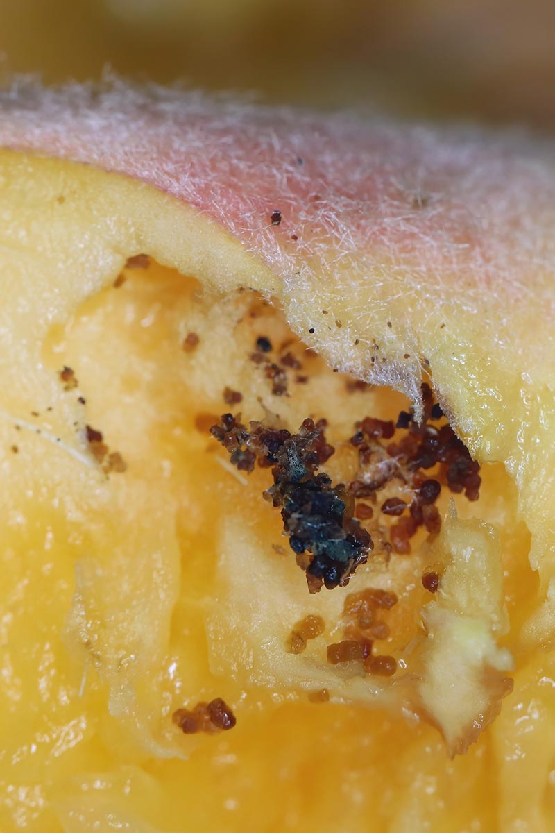 A close up vertical image of the damage done by peach twig borers.