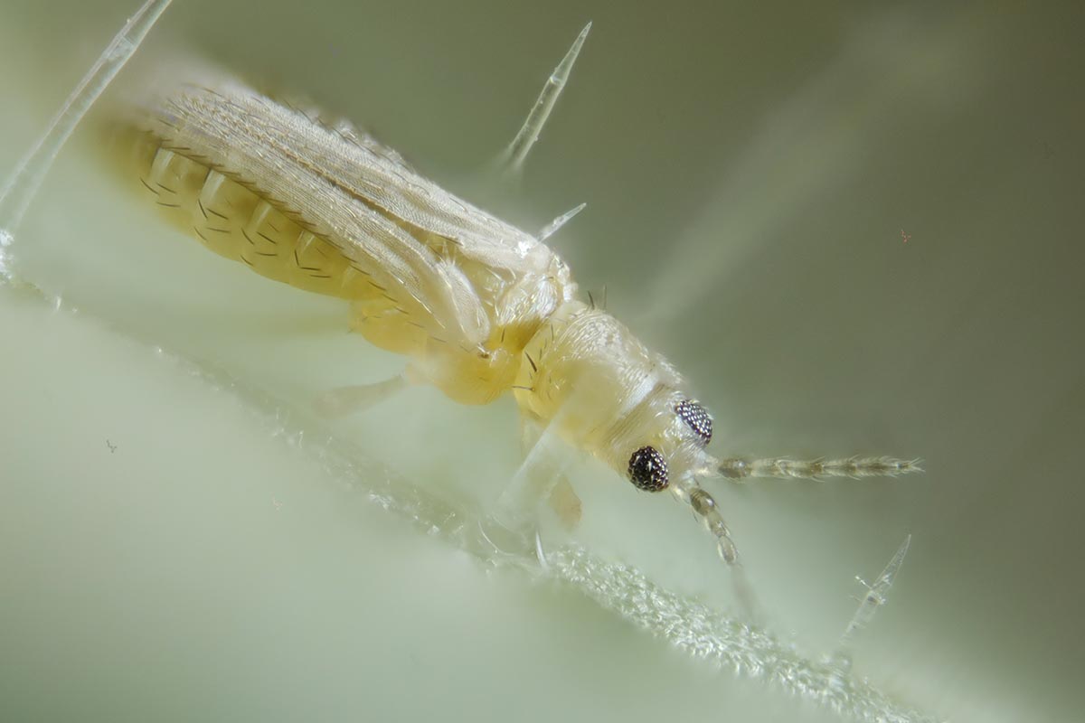 A close up horizontal image of a thrips insect in high magnification.