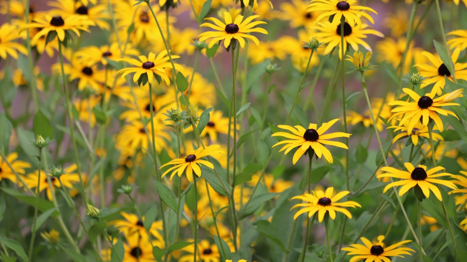 Golden-yellow, daisy-like blooms with dark brown centers, paired with rough, lance-shaped green leaves.
