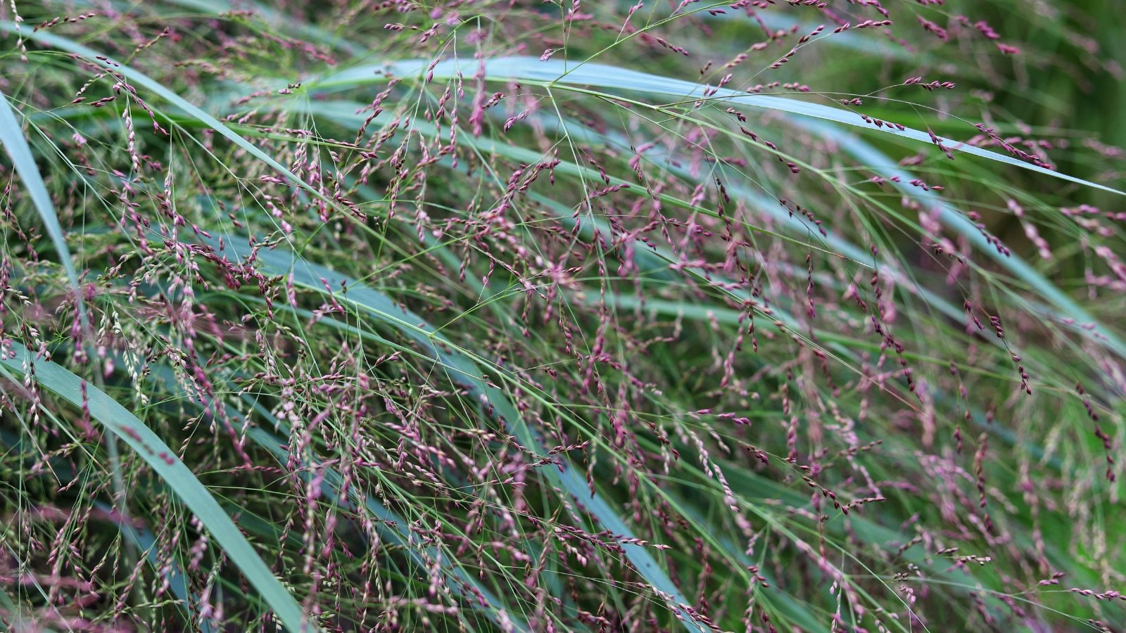 Narrow, arching blue-green leaves and airy clusters of seed heads turning purple in the autumn garden.