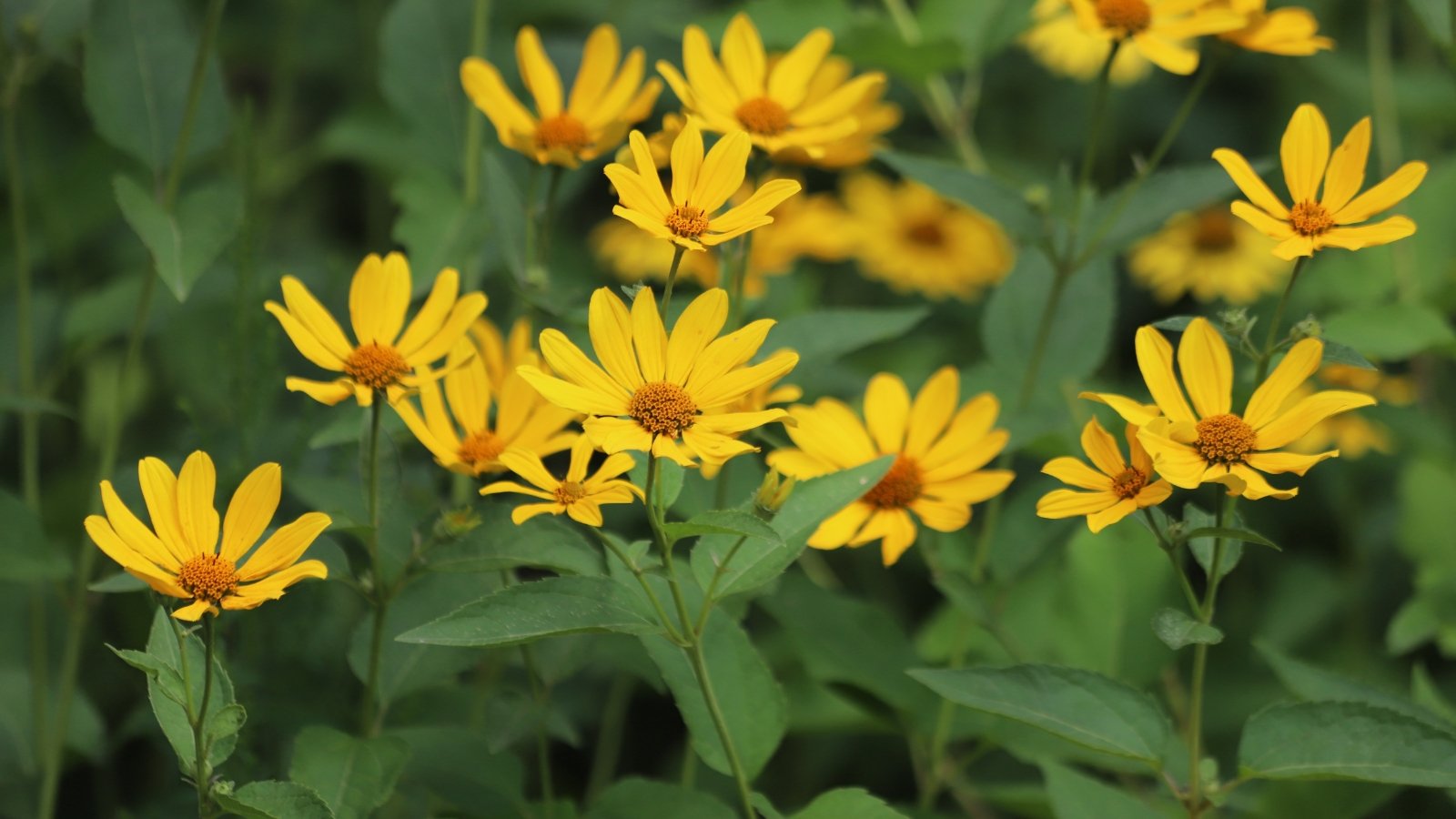 Sunflower-like yellow blooms atop tall, sturdy stems, with opposite, dark green, toothed leaves.
