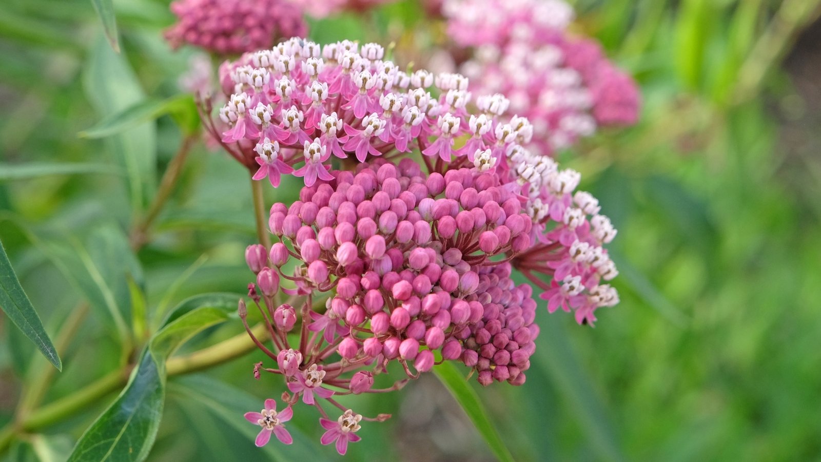 Clusters of small, pink, star-shaped flowers with long, narrow leaves that are pale green and grow along upright stems.
