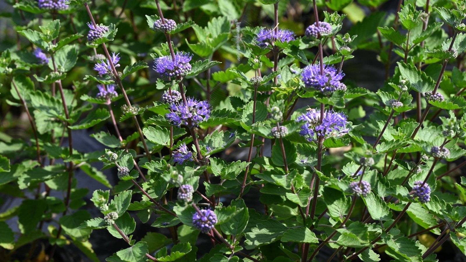 The plant features soft, lance-shaped silver-green leaves with serrated edges, vibrant blue flower clusters forming along the upper stems, and slender, woody stems with a slightly arching habit.
