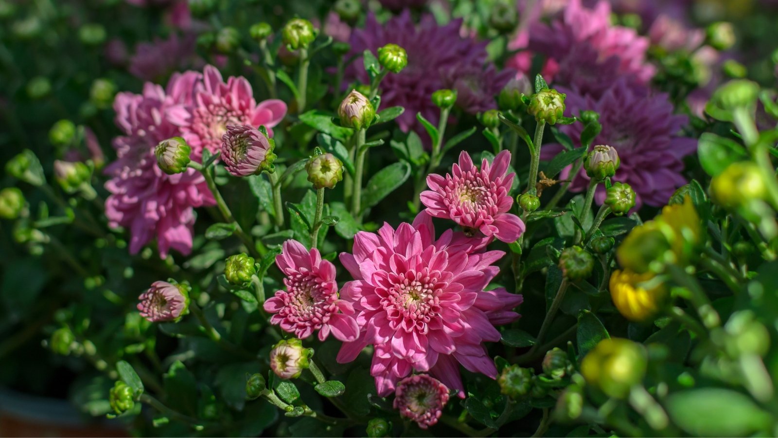 Dense clusters of pink-purple, layered blooms with dark green, lobed leaves that are coarsely textured.