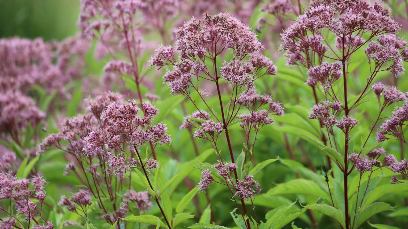 Large, dome-shaped clusters of pink to purple flowers, with deep green, lance-shaped leaves on tall stems.
