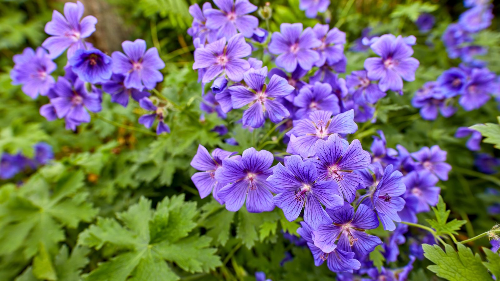 Mounds of finely divided, dark green leaves with small, five-petaled flowers in purple.