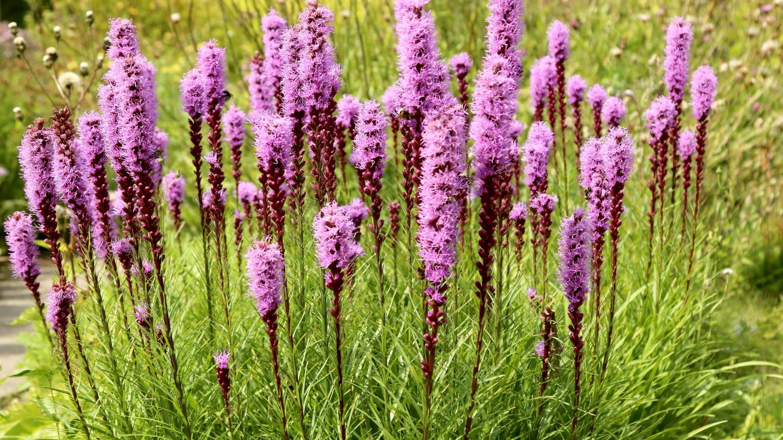 Dense spikes of purple flowers rise above grassy, narrow green leaves.
