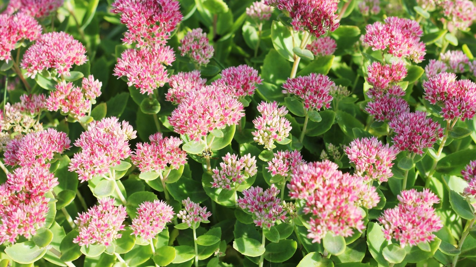 Thick, succulent green leaves topped with clusters of star-shaped pink flowers in a sunny garden.