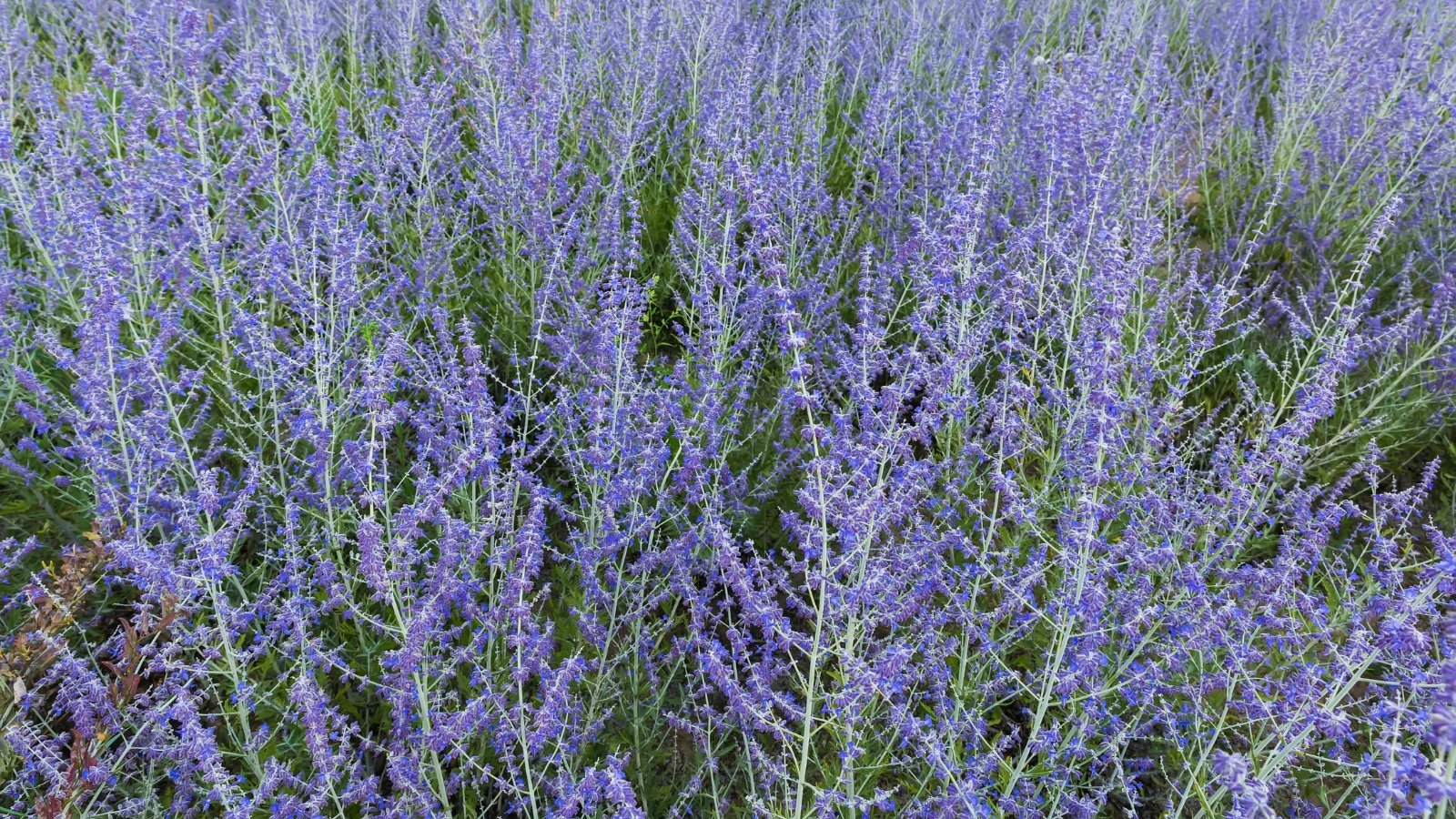 Woody stems covered with silver-gray leaves and small blue to lavender flowers.
