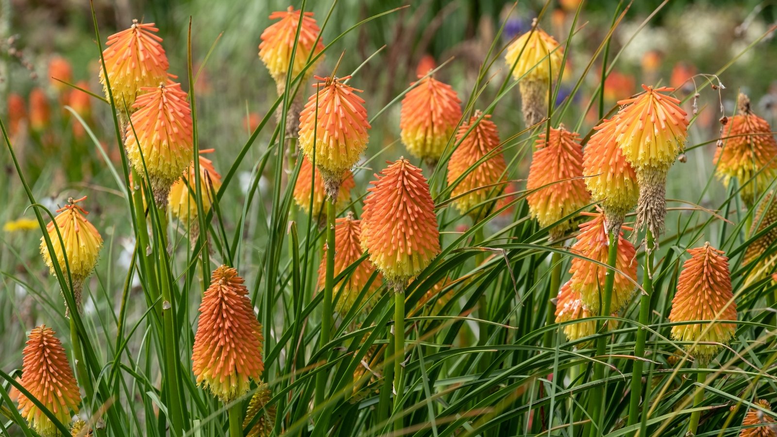 Tall spikes of tubular, red-orange flowers with grass-like, arching leaves that are narrow and green.
