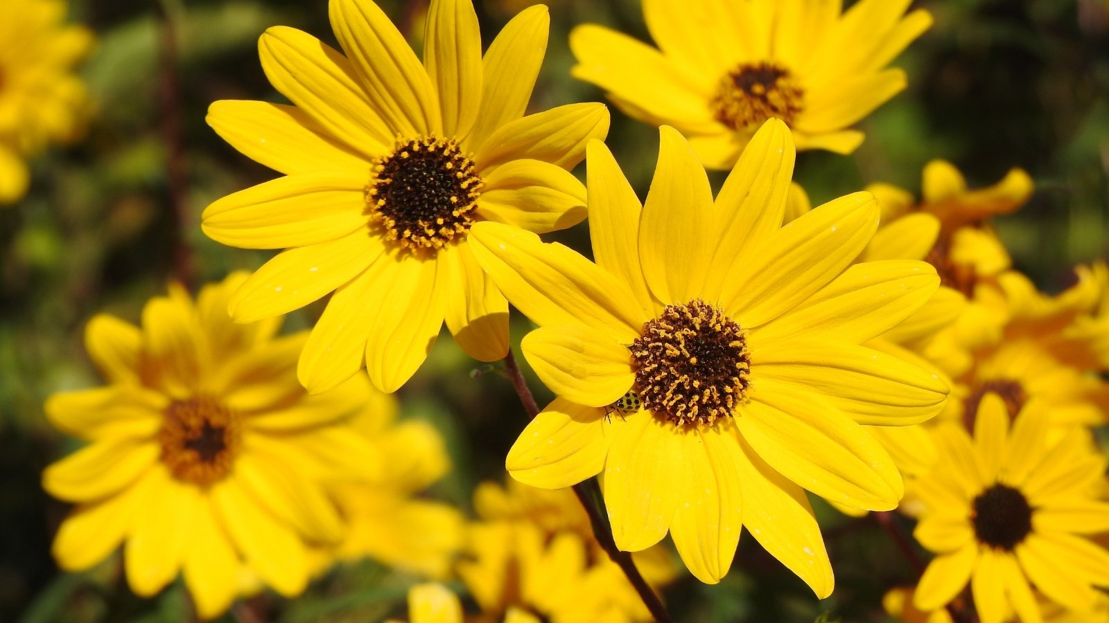 Bright yellow blooms resembling small sunflowers, with long, narrow dark green leaves.
