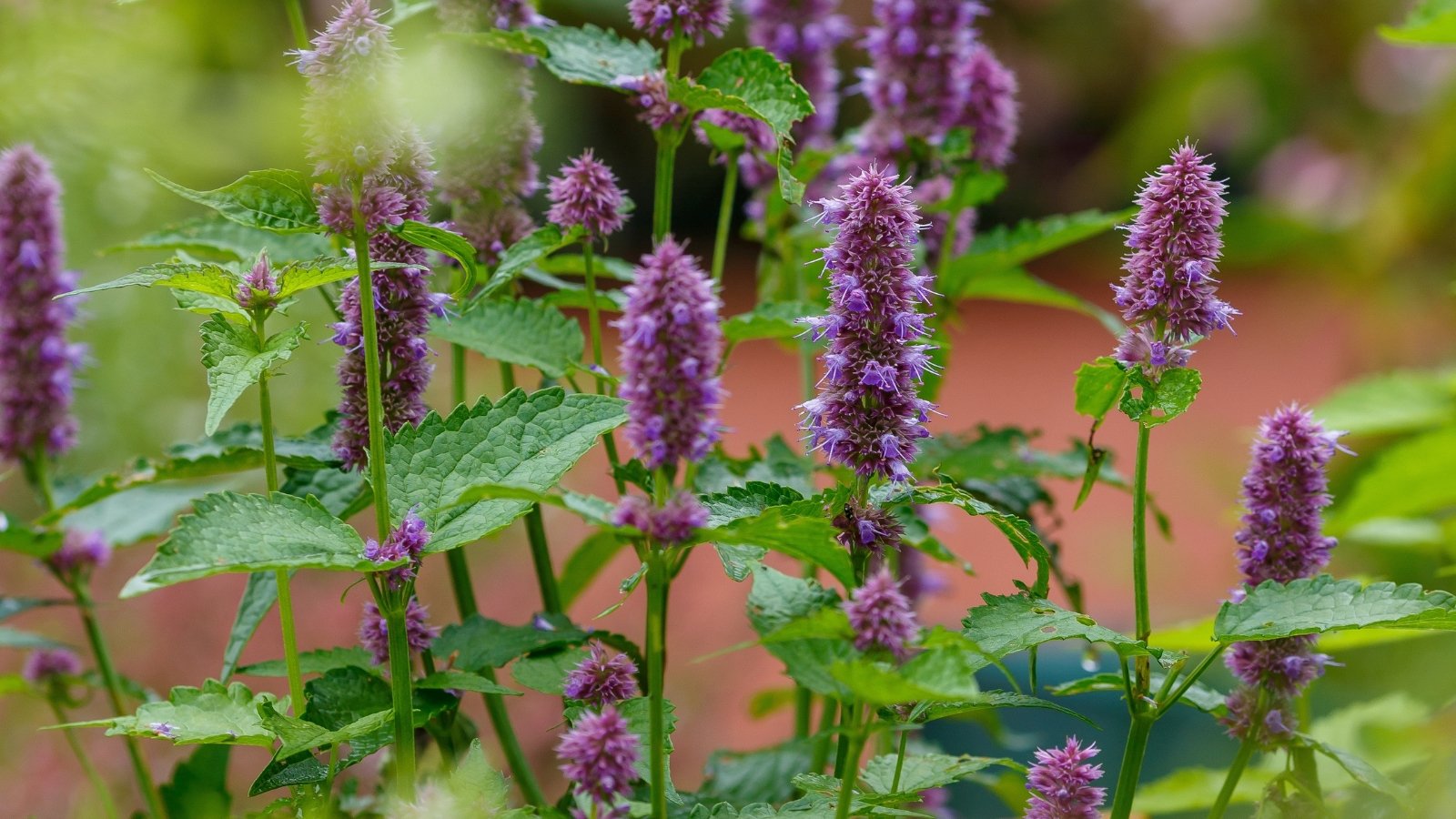 Spikes of small, purple tubular flowers on tall stems, accompanied by lance-shaped green leaves.
