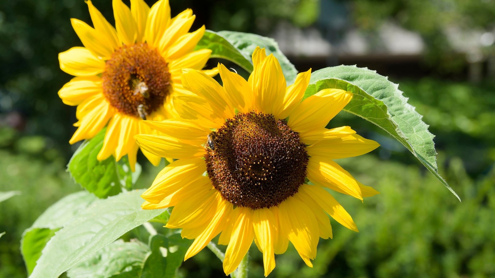 Large, bright yellow blooms with broad petals and dark centers, held on thick, rough green stems with broad leaves.
