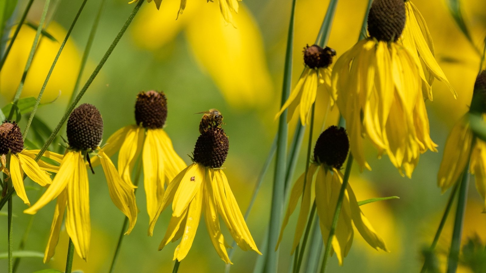 Drooping yellow petals surrounding a tall, elongated dark brown cone, with finely divided green leaves.
