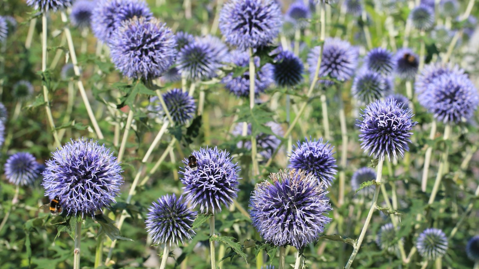 Globe-shaped blue flower heads sit atop tall stems, with prickly, deeply lobed gray-green leaves.
