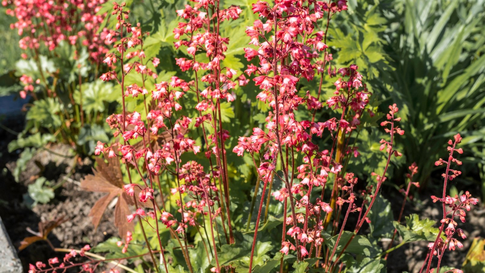 Low-growing mounds of lobed, scalloped green leaves, with spikes of small bell-shaped red flowers.