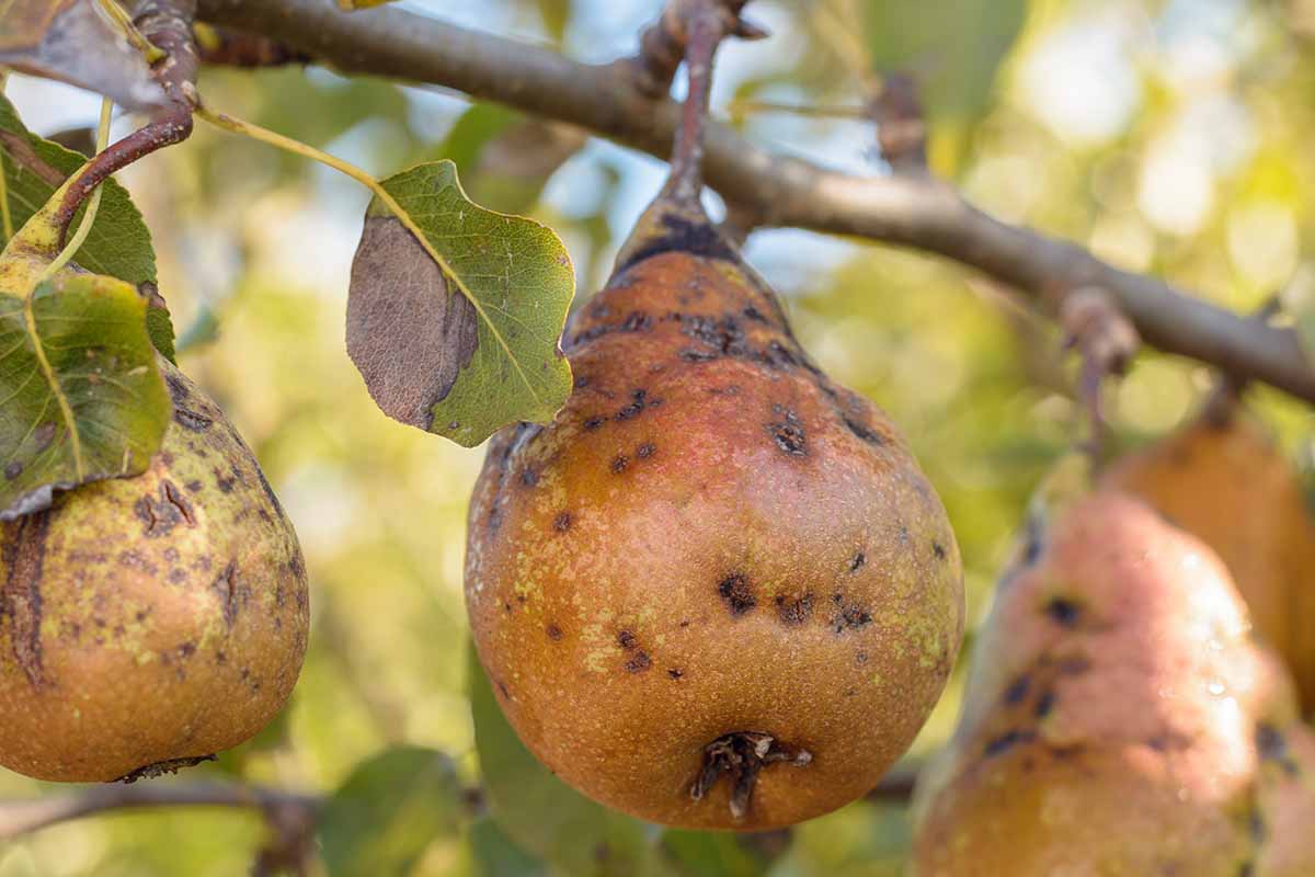 A close up horizontal image of fruits suffering from symptoms of pear scab pictured on a soft focus background.